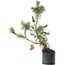 Pinus sylvestris, 57,5 cm, ± 6 jaar oud, met de hand gestyled door Mario Komstra