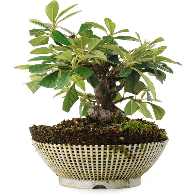 Cotoneaster horizontalis, 14,5 cm, ± 6 Jahre alt, von Mario Komsta persönlich handgezüchtet und gestylt