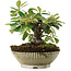 Cotoneaster Horizontalis, 14,5 cm, ± 6 anni, coltivato a mano e curato personalmente da Mario Komsta