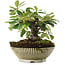 Cotoneaster horizontalis, 14,5 cm, ± 6 jaar oud, met de hand gestyled door Mario Komstra