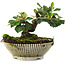 Cotoneaster horizontalis, 12 cm, ± 6 jaar oud, met de hand gestyled door Mario Komstra