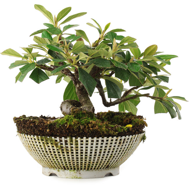 Cotoneaster horizontalis, 14,5 cm, ± 6 jaar oud, met de hand gekweekt en persoonlijk gestyled door Mario Komsta