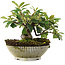 Cotoneaster horizontalis, 14,5 cm, ± 6 jaar oud, met de hand gestyled door Mario Komstra