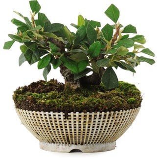  Mario Komsta Cotoneaster horizontalis, 12,5 cm, ± 6 ans