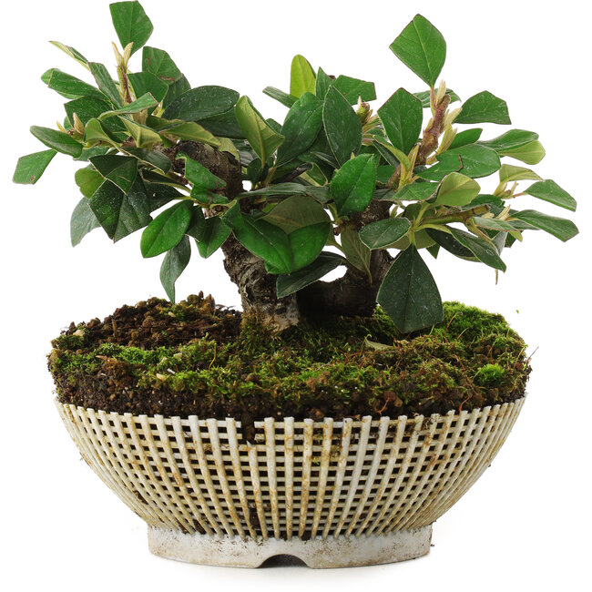 Cotoneaster horizontalis, 12,5 cm, ± 6 jaar oud, exclusief gekweekt en gestyled door Mario Komsta persoonlijk