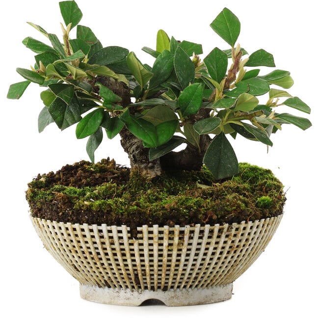 Cotoneaster horizontalis, 12,5 cm, ± 6 jaar oud, met de hand gestyled door Mario Komstra