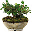 Cotoneaster Horizontalis, 12,5 cm, ± 6 anni, coltivato e curato esclusivamente da Mario Komsta in persona