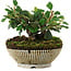 Cotoneaster horizontalis, 12,5 cm, ± 6 jaar oud, met de hand gestyled door Mario Komstra