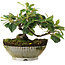 Cotoneaster horizontalis, 14,5 cm, ± 6 jaar oud, met de hand gestyled door Mario Komstra