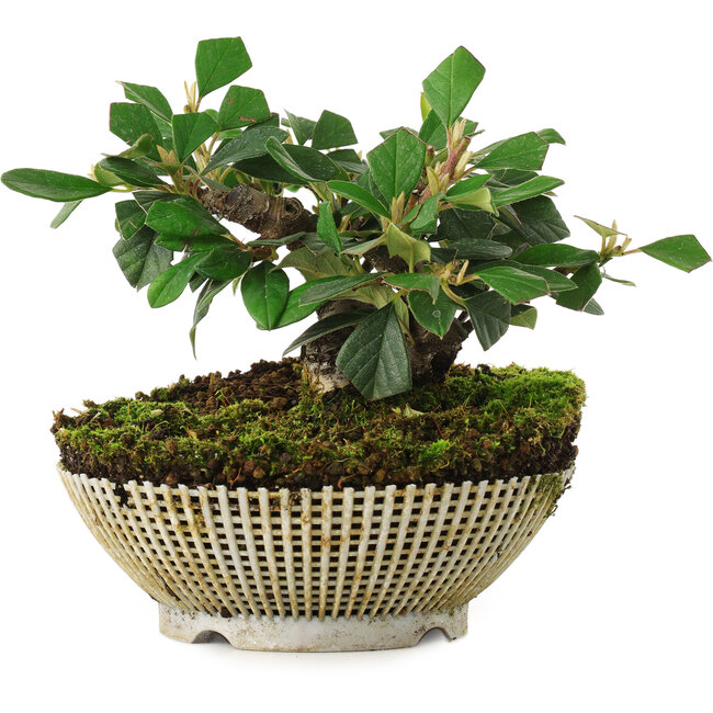 Cotoneaster horizontalis, 12,5 cm, ± 6 Jahre alt, exklusiv gezüchtet und gestaltet von Mario Komsta persönlich