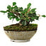 Cotoneaster horizontalis, 12,5 cm, ± 6 jaar oud, met de hand gestyled door Mario Komstra