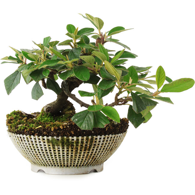 Cotoneaster horizontalis, 14,5 cm, ± 6 Jahre alt, von Mario Komsta persönlich handgezüchtet und gestylt