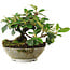 Cotoneaster horizontalis, 14,5 cm, ± 6 jaar oud, met de hand gestyled door Mario Komstra