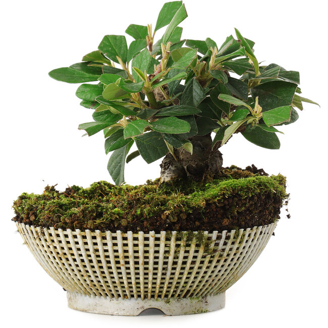 Cotoneaster horizontalis, 12,5 cm, ± 6 años, cultivado y diseñado exclusivamente por Mario Komsta en persona