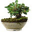 Cotoneaster horizontalis, 12,5 cm, ± 6 jaar oud, met de hand gestyled door Mario Komstra