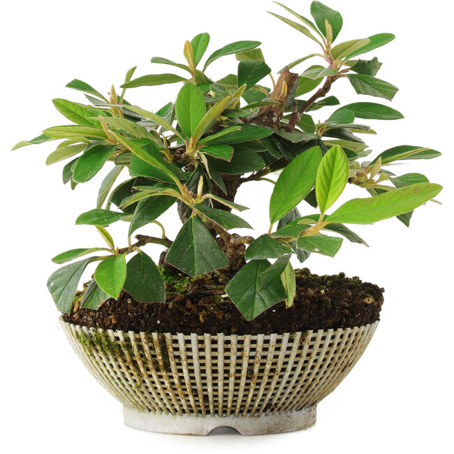 Cotoneaster horizontalis, 14,5 cm, ± 6 jaar oud, met de hand gekweekt en persoonlijk gestyled door Mario Komsta