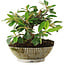 Cotoneaster horizontalis, 14,5 cm, ± 6 jaar oud, met de hand gestyled door Mario Komstra