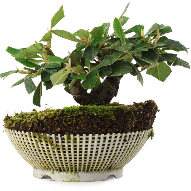 Cotoneaster horizontalis, 12,5 cm, ± 6 years old, exclusively grown and styled by Mario Komsta in person