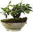 Cotoneaster horizontalis, 12,5 cm, ± 6 jaar oud, exclusief gekweekt en gestyled door Mario Komsta persoonlijk