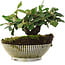 Cotoneaster horizontalis, 12,5 cm, ± 6 jaar oud, met de hand gestyled door Mario Komstra