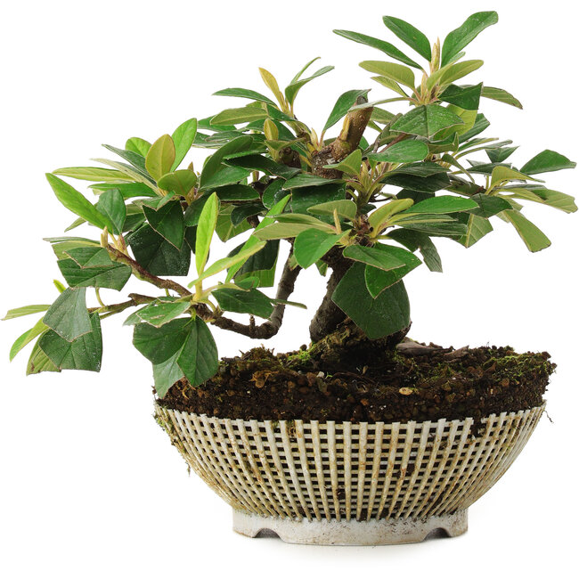 Cotoneaster Horizontalis, 14,5 cm, ± 6 anni, coltivato a mano e curato personalmente da Mario Komsta