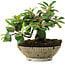 Cotoneaster horizontalis, 14,5 cm, ± 6 jaar oud, met de hand gestyled door Mario Komstra