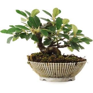  Mario Komsta Cotoneaster horizontalis, 14,2 cm, ± 6 ans