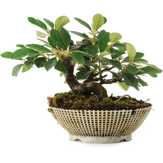  Mario Komsta Cotoneaster horizontalis, 14,2 cm, ± 6 jaar oud