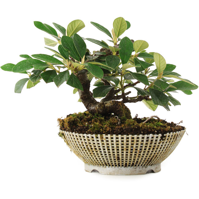 Cotoneaster horizontalis, 14,2 cm, ± 6 jaar oud, zorgvuldig met de hand gestyled en gekweekt door Mario Komsta zelf