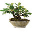 Cotoneaster horizontalis, 14,2 cm, ± 6 jaar oud, met de hand gestyled door Mario Komstra