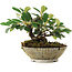 Cotoneaster horizontalis, 14,2 cm, ± 6 jaar oud, zorgvuldig met de hand gestyled en gekweekt door Mario Komsta zelf