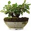 Cotoneaster horizontalis, 12,5 cm, ± 6 jaar oud, met de hand gestyled door Mario Komstra