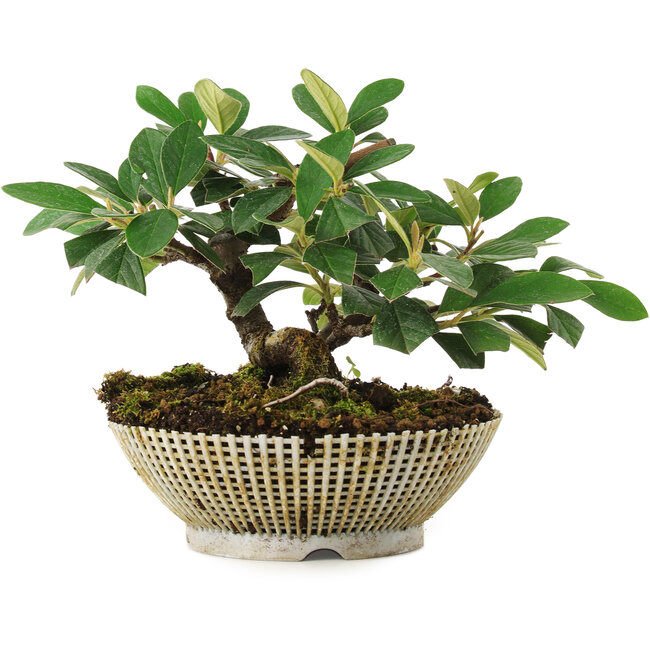 Cotoneaster Horizontalis, 14,2 cm, ± 6 anni, accuratamente selezionato e coltivato a mano dallo stesso Mario Komsta