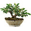 Cotoneaster horizontalis, 14,2 cm, ± 6 jaar oud, met de hand gestyled door Mario Komstra