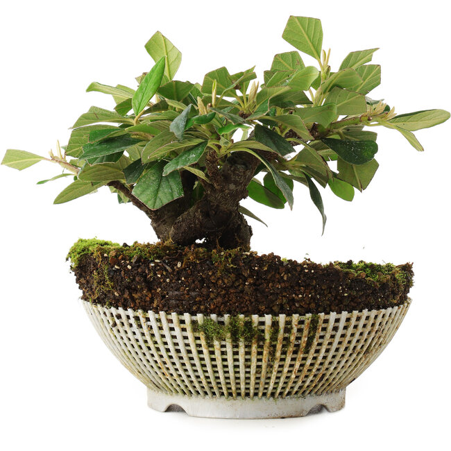 Cotoneaster horizontalis, 12,5 cm, ± 6 ans, cultivé et stylisé exclusivement par Mario Komsta en personne