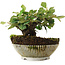 Cotoneaster horizontalis, 12,5 cm, ± 6 jaar oud, exclusief gekweekt en gestyled door Mario Komsta persoonlijk