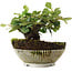 Cotoneaster horizontalis, 12,5 cm, ± 6 jaar oud, met de hand gestyled door Mario Komstra