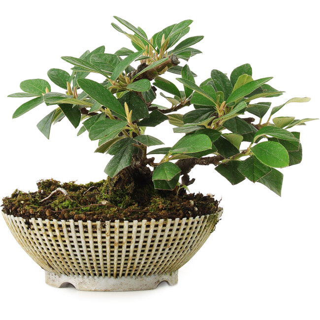 Cotoneaster horizontalis, 14,2 cm, ± 6 Jahre alt, sorgfältig von Hand gestylt und von Mario Komsta selbst gezüchtet