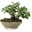 Cotoneaster horizontalis, 14,2 cm, ± 6 jaar oud, zorgvuldig met de hand gestyled en gekweekt door Mario Komsta zelf
