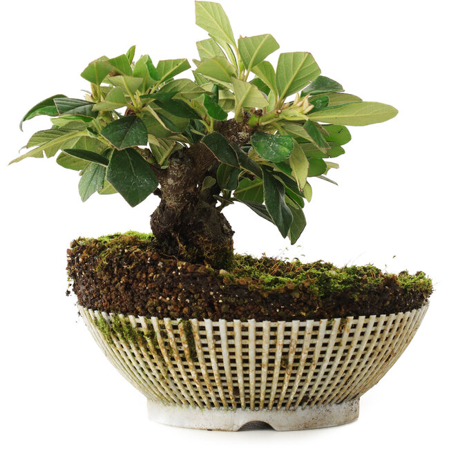 Cotoneaster horizontalis, 12,5 cm, ± 6 años, cultivado y diseñado exclusivamente por Mario Komsta en persona