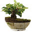 Cotoneaster horizontalis, 12,5 cm, ± 6 jaar oud, met de hand gestyled door Mario Komstra