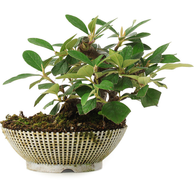 Cotoneaster horizontalis, 14,2 cm, ± 6 years old, carefully hand-styled and grown by Mario Komsta himself