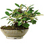 Cotoneaster horizontalis, 14,2 cm, ± 6 jaar oud, zorgvuldig met de hand gestyled en gekweekt door Mario Komsta zelf
