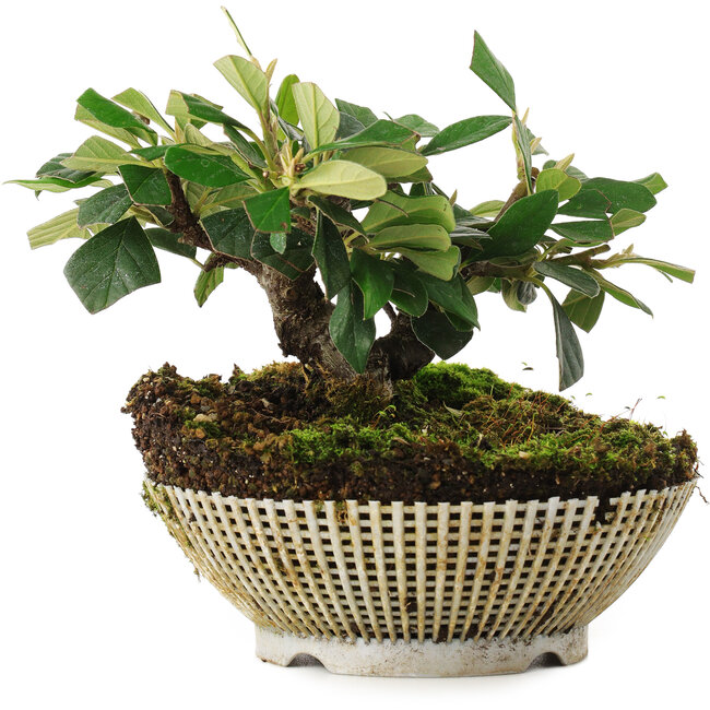 Cotoneaster horizontalis, 12,5 cm, ± 6 años, cultivado y diseñado exclusivamente por Mario Komsta en persona