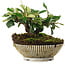 Cotoneaster horizontalis, 12,5 cm, ± 6 jaar oud, met de hand gestyled door Mario Komstra