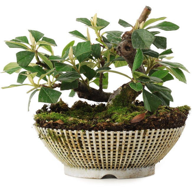 Cotoneaster horizontalis, 11,2 cm, ± 6 jaar oud, met de hand gestyled door Mario Komstra