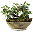 Cotoneaster horizontalis, 11,2 cm, ± 6 jaar oud, rechtstreeks uit de handen van meester Mario Komsta, persoonlijk gekweekt en gestyled