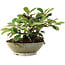 Cotoneaster horizontalis, 14,2 cm, ± 6 jaar oud, met de hand gestyled door Mario Komstra