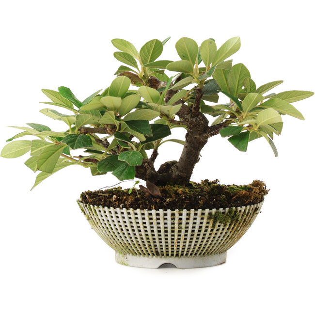 Cotoneaster horizontalis, 14,2 cm, ± 6 years old, carefully hand-styled and grown by Mario Komsta himself