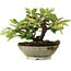 Cotoneaster horizontalis, 14,2 cm, ± 6 jaar oud, met de hand gestyled door Mario Komstra